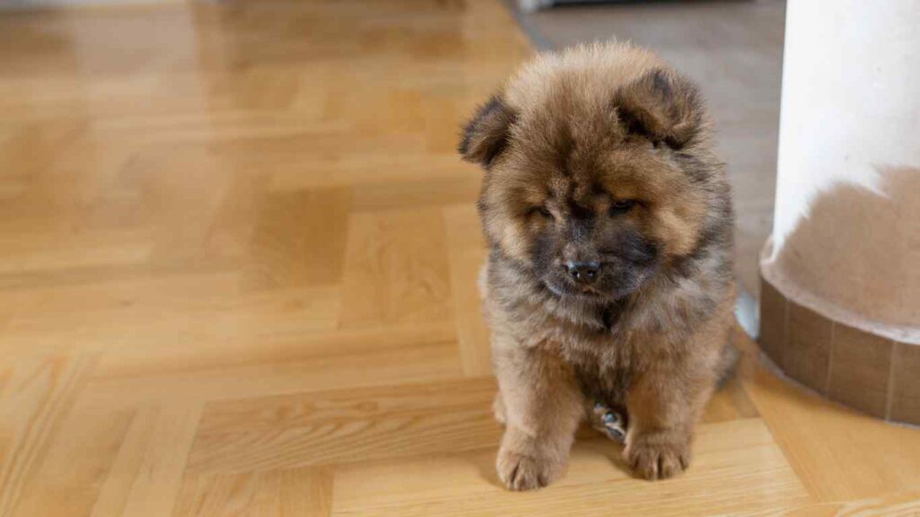 parquet floor repair